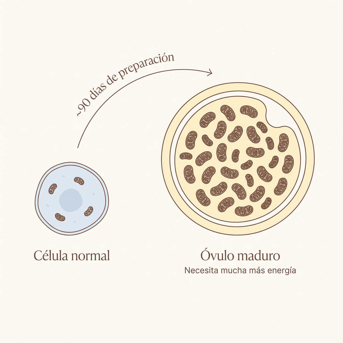 Illustration of an egg cell and its energy-producing mitochondria