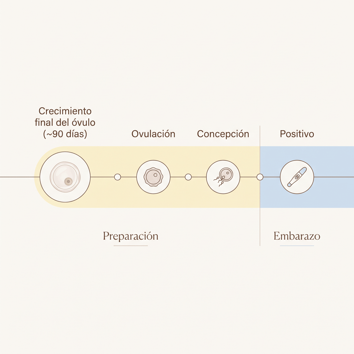 Cronología de preparación antes del embarazo